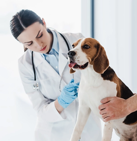 Sultangazi Veteriner